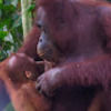 larid1